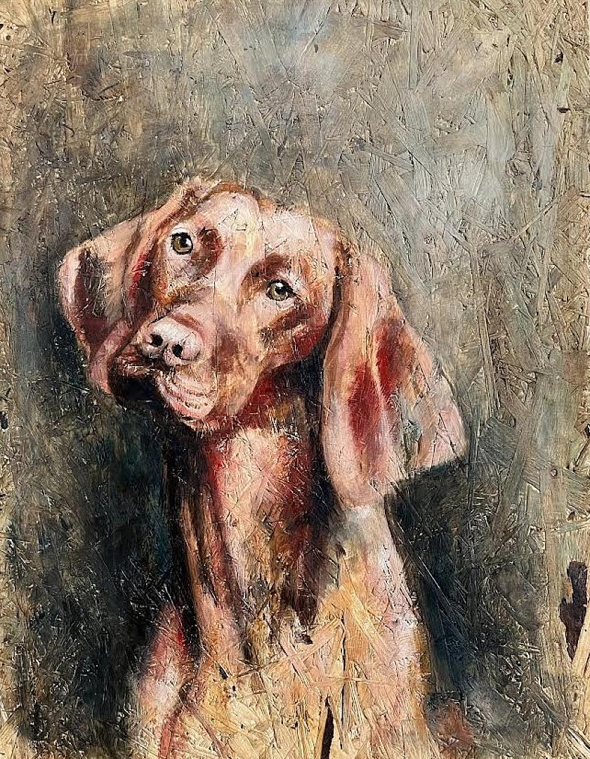 Weimaraner 