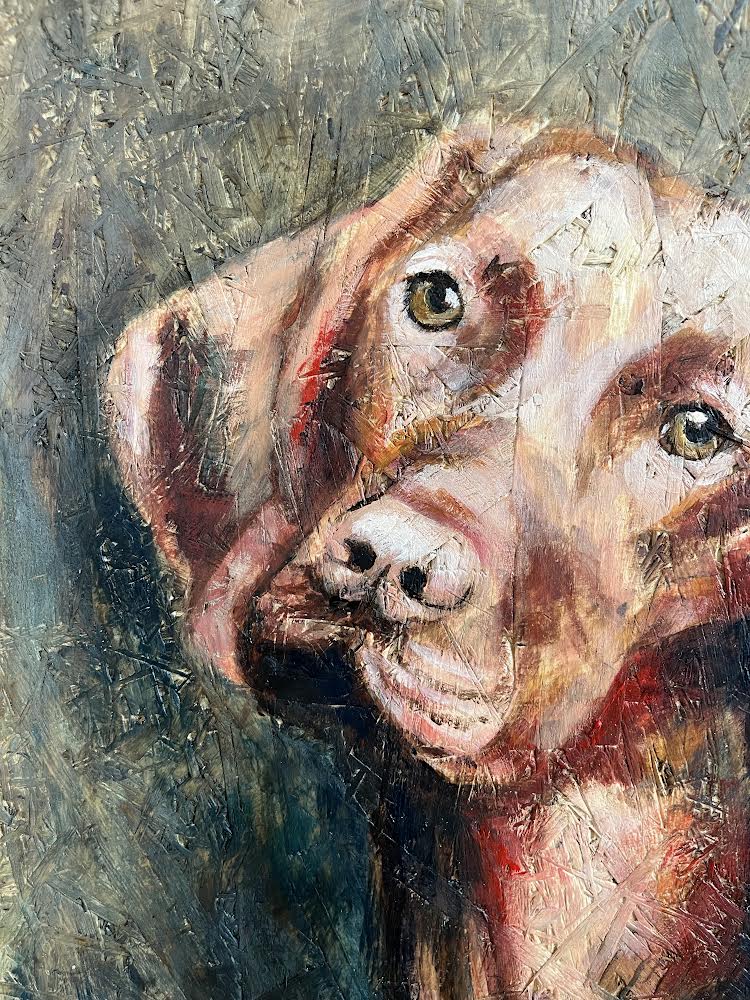 Weimaraner 